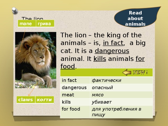  Read about animals The lion   mane грива The lion – the king of the animals – is, in fact , a big cat. It is a dangerous animal. It kills animals for food . in fact dangerous фактически meat опасный kills мясо for food убивает для употребления в пищу сlaws когти 