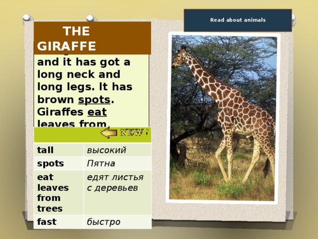 A giraffe has got a long neck