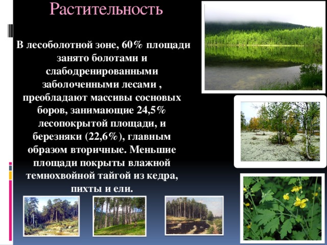 Растительность  В лесоболотной зоне, 60% площади занято болотами и слабодренированными заболоченными лесами , преобладают массивы сосновых боров, занимающие 24,5% лесопокрытой площади, и березняки (22,6%), главным образом вторичные. Меньшие площади покрыты влажной темнохвойной тайгой из кедра, пихты и ели. 