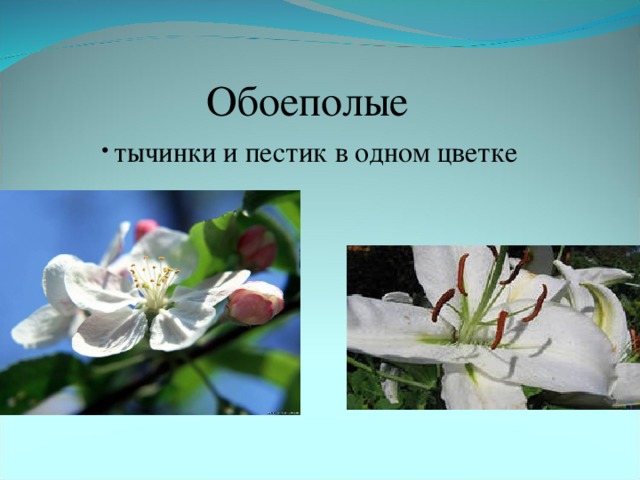 Признаки обоеполых. Обоеполые растения. J,tbgjkstr wdtnb. Обоеполые соцветия. Обоеполый цветок фото.