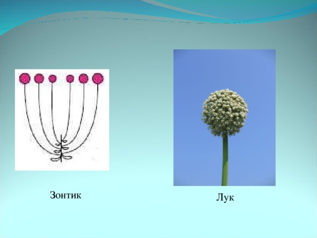 Зонтик схема биология