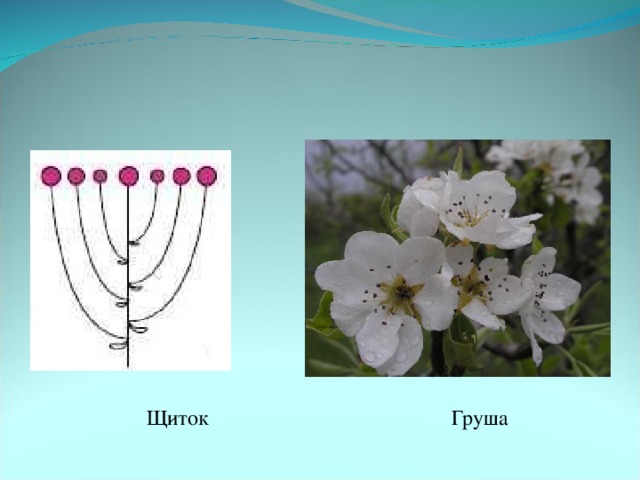 Соцветие щиток. Тип соцветия груши. Соцветие щиток груша. Соцветие груши схема. Тип соцветия груши обыкновенной.