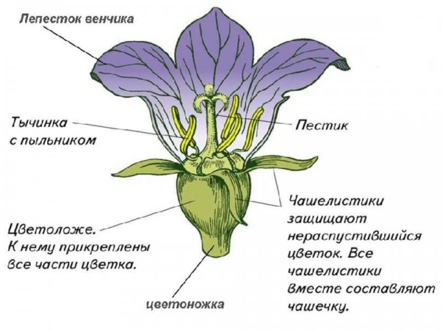 Соцветия биология 6 класс картинки