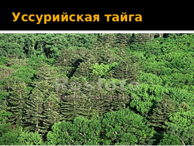 Уссурийская тайга почвы