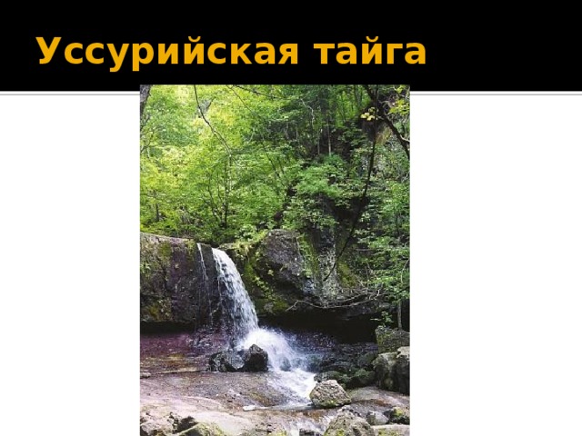 Уссурийская тайга почвы