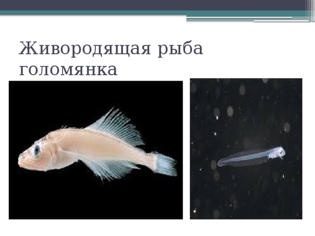 Живородящая рыба голомянка 