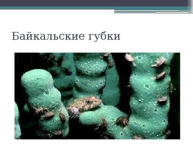 Байкальские губки 