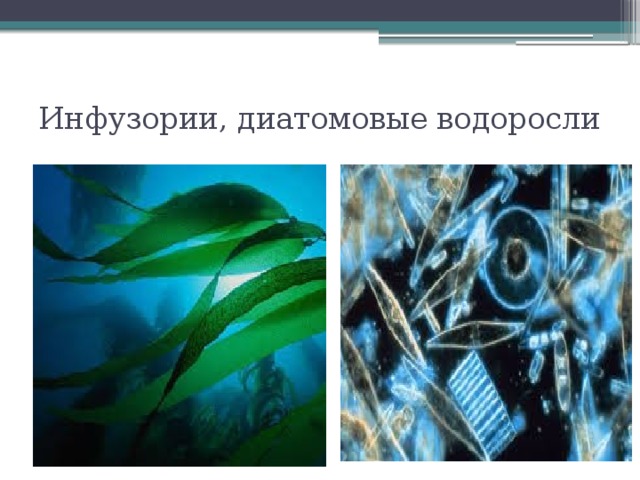 Инфузории, диатомовые водоросли 