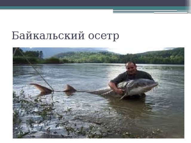 Байкальский осетр 