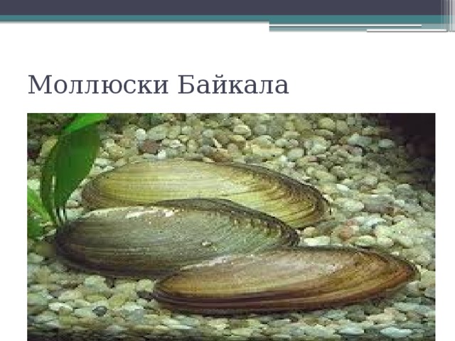 Моллюски Байкала 