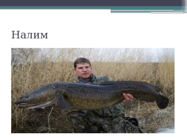 Налим 