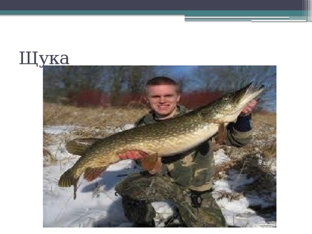 Щука 