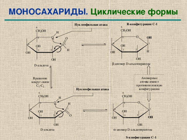 Кольчато цепная таутомерия. Образование циклических форм углеводов. Циклические формы моносахаридов.