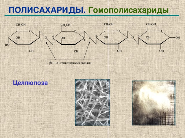 Пример целлюлозы. Целлюлоза это гомополисахарид. Полисахариды крахмал гликоген Целлюлоза. Гомополисахариды крахмал. Гомополисахариды гликоген структура.