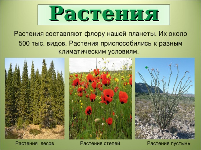 Растения Растения составляют флору нашей планеты. Их около 500 тыс. видов. Растения приспособились к разным климатическим условиям.  Растения лесов  Растения степей  Растения пустынь  