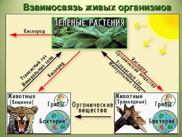 11 класс биология презентация роль живых организмов в биосфере