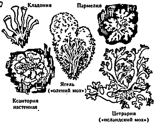 Рассмотрите рисунки какие формы лишайников на них изображены подпишите их названия