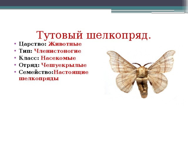 Шелкопряд развитие. Тутовый шелкопряд насекомые. К какому классу животных относиться тутовый шелкопряд?. Тутовый шелкопряд отряд. Научная классификация тутового шелкопряда.