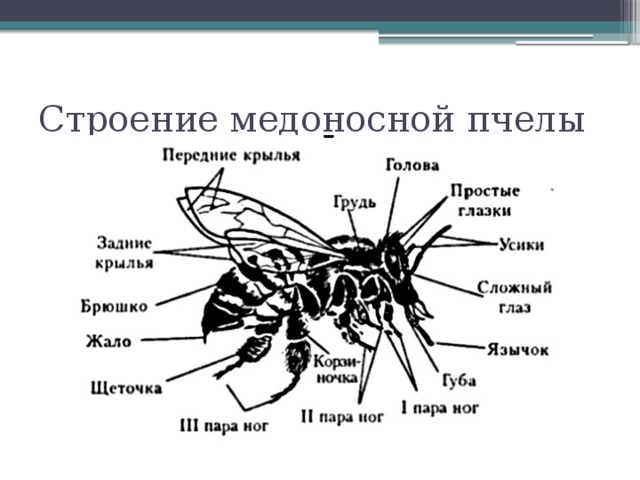 Отделы тела пчелы медоносной. Внешнее строение шмеля. Внешнее строение медоносной пчелы. Строение тела пчелы медоносной. Внешнее и внутреннее строение пчелы медоносной.