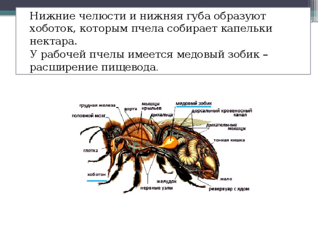 Строение пчелы медоносной