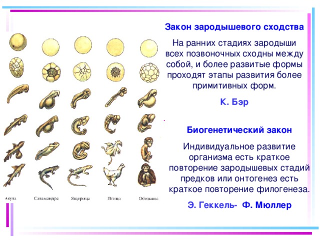 Сравните основные стадии зародышевого развития позвоночных используя рисунок 221 на с 271