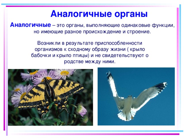  Аналогичные органы Аналогичные  – это органы, выполняющие одинаковые функции, но имеющие разное происхождение и строение. Возникли в результате приспособленности организмов к сходному образу жизни ( крыло бабочки и крыло птицы) и не свидетельствуют о родстве  между ними . 