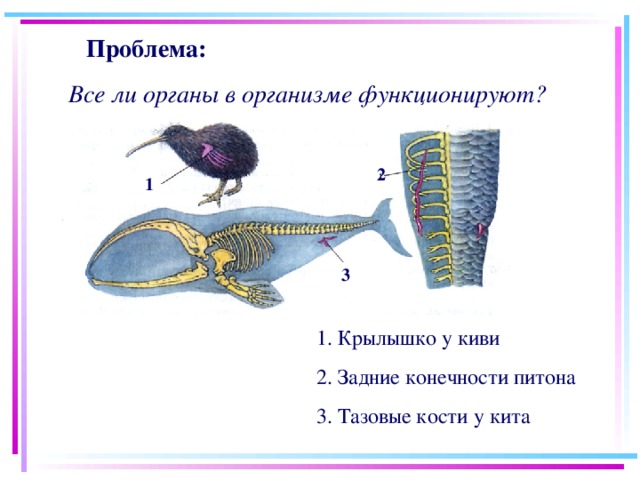  Проблема:  Все ли органы в организме функционируют? 2 1 3 1. Крылышко у киви 2. Задние конечности питона 3. Тазовые кости у кита 