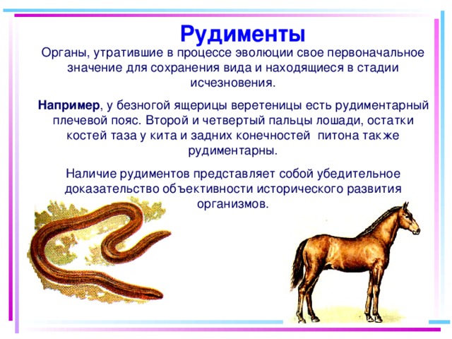 Рудименты Органы, утратившие в процессе эволюции свое первоначальное значение для сохранения вида и находящиеся в стадии исчезновения. Например , у безногой ящерицы веретеницы есть рудиментарный плечевой пояс. Второй и четвертый пальцы лошади, остатки костей таза у кита и задних конечностей питона также рудиментарны. Наличие рудиментов представляет собой убедительное доказательство объективности исторического развития организмов. 