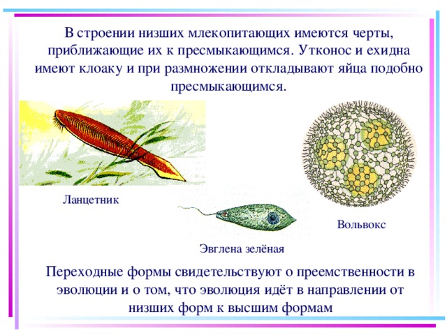 В строении низших млекопитающих имеются черты, приближающие их к пресмыкающимся. Утконос и ехидна имеют клоаку и при размножении откладывают яйца подобно пресмыкающимся. Ланцетник Вольвокс Эвглена зелёная Переходные формы свидетельствуют о преемственности в эволюции и о том, что эволюция идёт в направлении от низших форм к высшим формам 