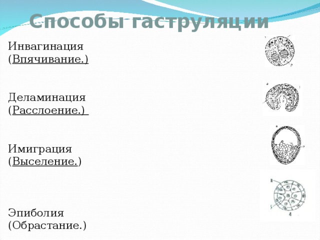 Гаструляция иммиграция рисунок