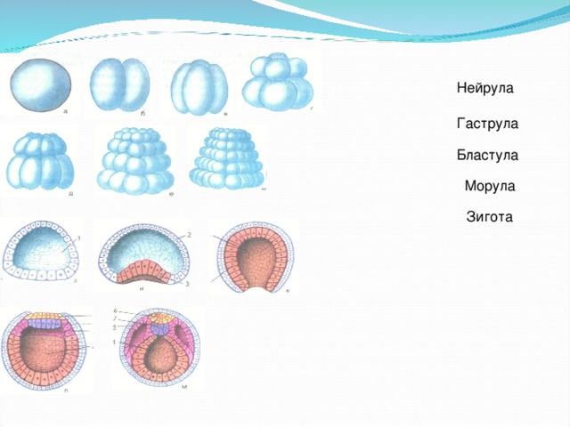 Эмбриогенез 10 класс презентация