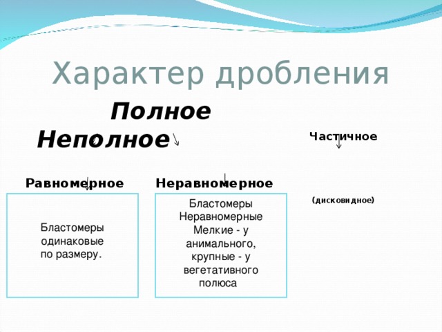 Характер дробления. Полное и неполное дробление. Равномерное и неравномерное дробление. Неполное дробление виды.