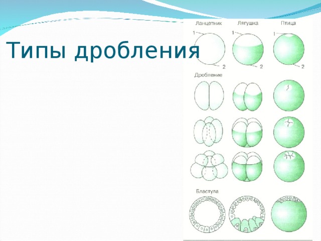 Типы дробления. Типы дробления и бластула у различных позвоночных животных. Дробление, типы дробления и бластул.. Типы яйцеклеток дробления и бластул. Тип бластулы ланцетника.