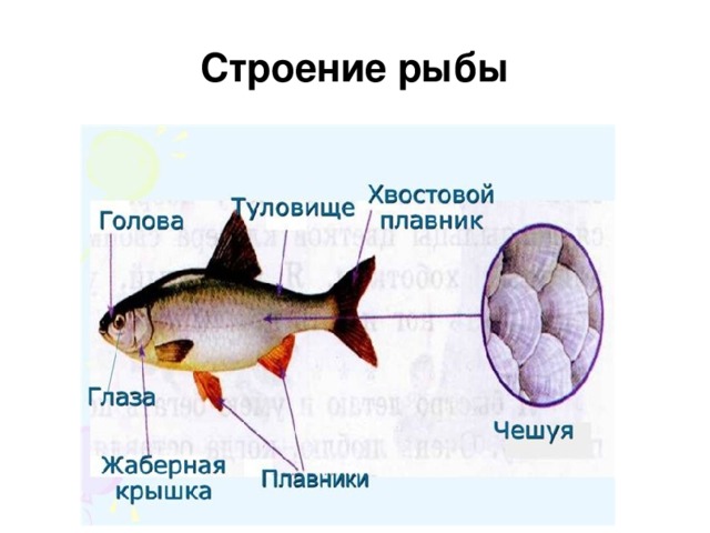 Строение рыбы 