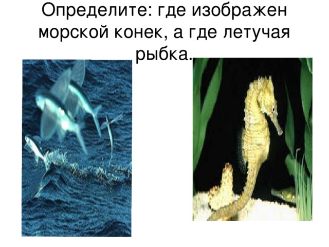 Определите: где изображен морской конек, а где летучая рыбка. 