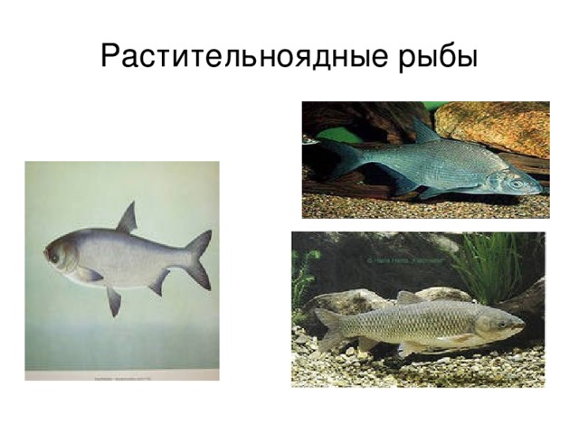 Растительноядные рыбы 