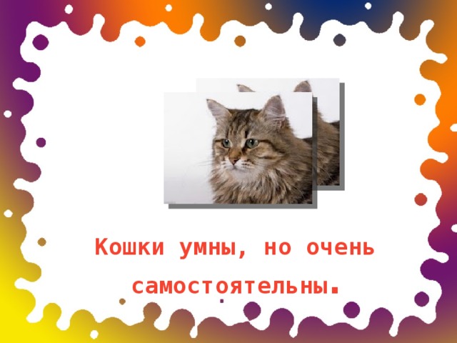 Кошки умны, но очень самостоятельны . 