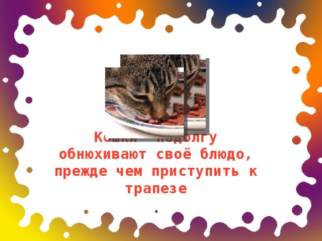 Кошки подолгу обнюхивают своё блюдо, прежде чем приступить к трапезе   