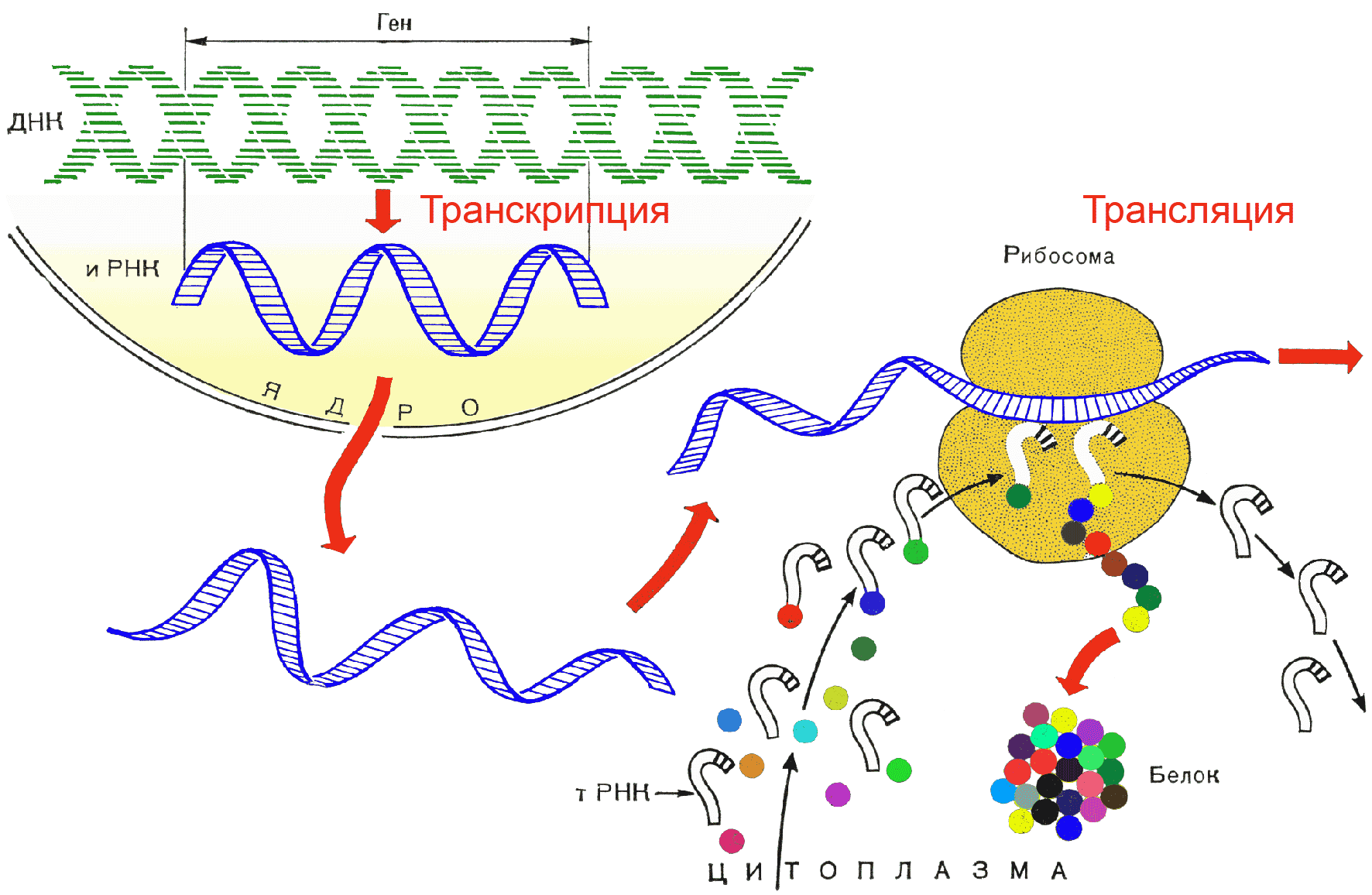 4 этапы синтеза белка. Биосинтез белка биология в схемах. Схема трансляции синтеза белка. Схема биосинтеза белка схема. Схема биосинтеза белка в живой клетке.