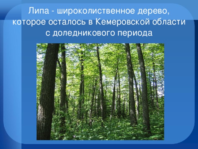 Деревья кемеровской области фото и названия