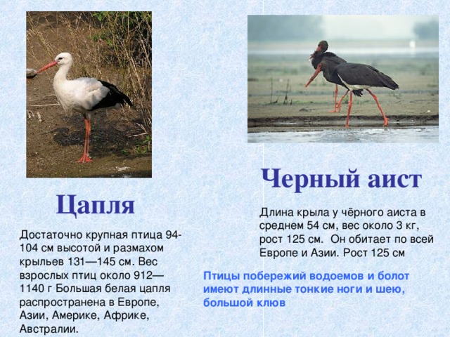 Аист журавль цапля отличия фото