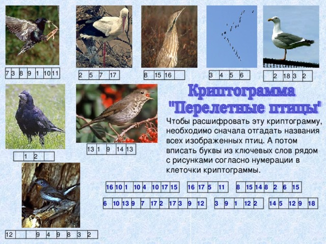 Сколько видов птиц изображено на рисунке. Криптограмма птицы. Криптограммы экология. Криптограмма на экологическую тему. Экология растений криптограмма.