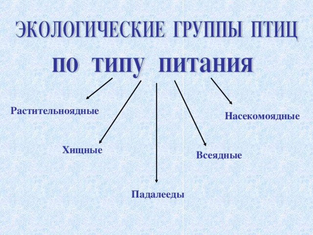 Группы птиц презентация