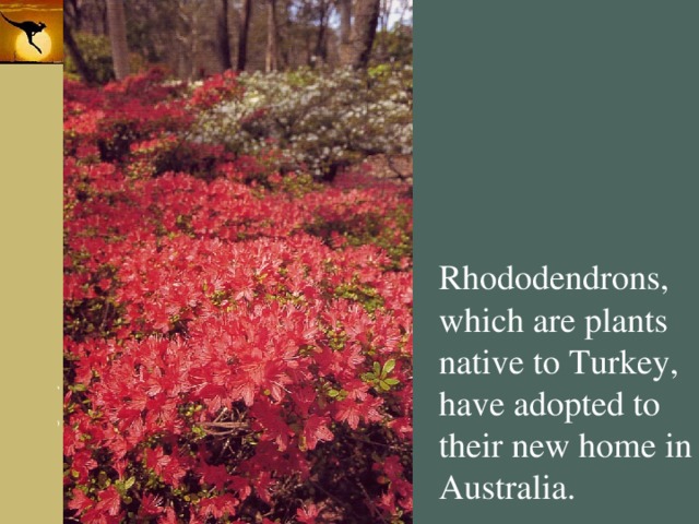 Rhododendrons, which are plants native to Turkey, have adopted to their new home in Australia. 
