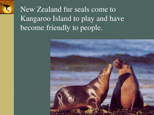 New Zealand fur seals come to Kangaroo Island to play and have become friendly to people. 