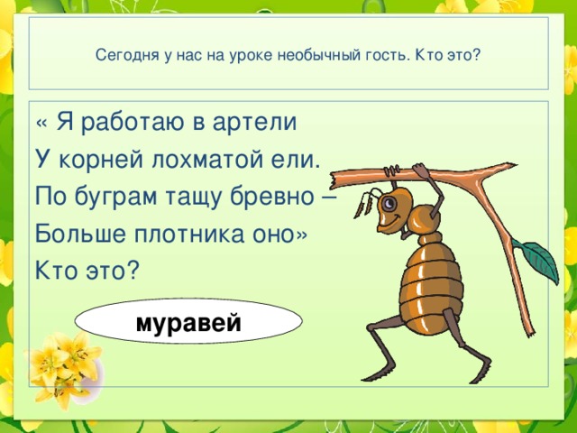 Сегодня у нас на уроке необычный гость. Кто это? « Я работаю в артели У корней лохматой ели. По буграм тащу бревно – Больше плотника оно» Кто это? муравей 