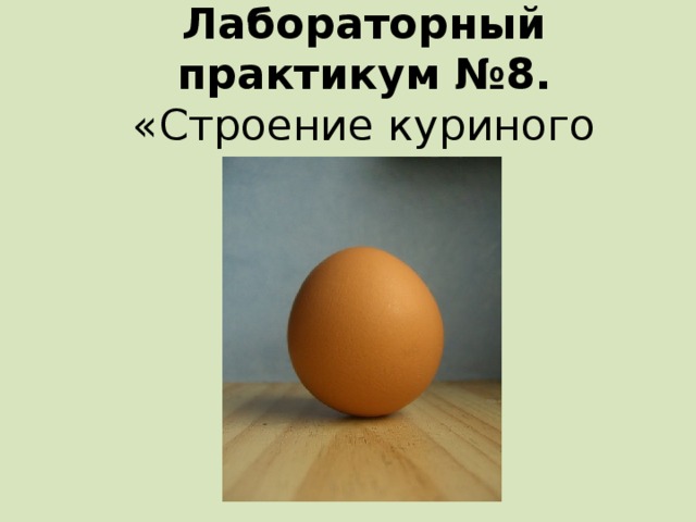 Лабораторный практикум №8.  «Строение куриного яйца» 
