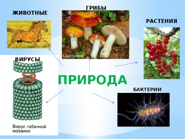 Вирусы грибы растения объединены общим признаком. Животные растения грибы. Растение гриб бактерия. Грибы и бактерии. Бактерии грибы животные.