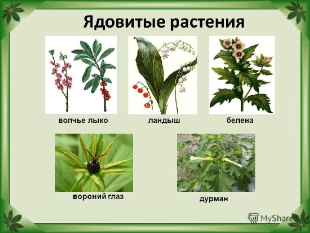 Среди многоклеточных растений встречаются ядовитые. Это растения содержат вещества, которые вызывают отравления организма.  