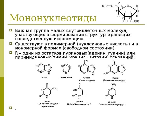 Важная группа малых внутриклеточных молекул, участвующих в формировании структур, хранящих наследственную информацию. Существуют в полимерной (нуклеиновые кислоты) и в мономерной формах (свободном состоянии). R – один из остатков пуриновых(аденин, гуанин) или пиримидиновых(тимин, урацил, цитозин) оснований:          .  